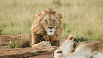5 Days of Kenyan Magic: A Whirlwind Safari Adventure