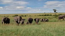 3 Days, 2 Nights Masai Mara Kenya Safari from Nairobi
