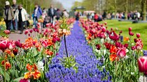 Day Trip To Tulip Gardens Of Keukenhof From Amsterdam: Private & Personalized