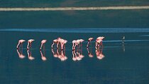 2 Days to Explore Tarangire Safari and Ngorongoro Crater