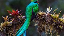 Activity for the Observation of Birds, Reptiles and Mammals