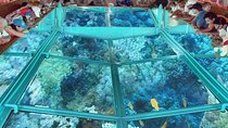 Glass Bottom Boat In Sharm El Sheikh