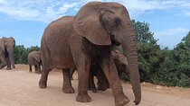 Addo Elephant National Park and Kragga Kamma Game Park Combo. 