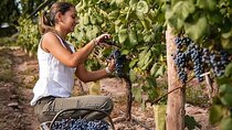 Private Wine Tasting and Vineyards