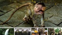 Best of Bali Ubud Tour and Surrounding