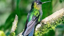 Birdwatching hiking tour