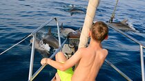 Always private-always sailing with wind-search dolphins-4h
