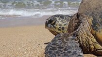 2 Days Wadi Shab Tour and Turtle Hatching Tour (Ras al Jinz)