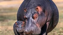3 Days safari to Tarangire, Ngorongoro and Manyara national park 