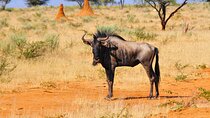 2 Days Luxury Safari Tour in Tarangire & Ngorongoro