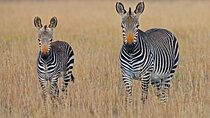 3 Days Ngorongoro Safari