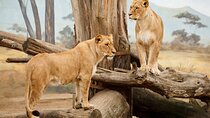 3 Days Midrange Safari At Serengeti and Ngorongoro