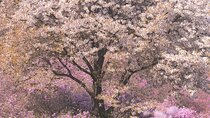 Spring flower Blossom festival, Railbike & Incheon Day tour
