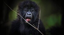 9 Day Mgahinga Gorilla Trek Mara Lake Nakuru & Naivasha Park 
