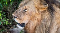7 Day Ndutu Conservancy, Serenegeti, Ngorongoro L Manyara Park