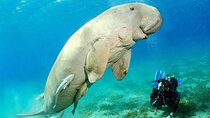 Snorkeling Day Trip With Dugong And Turtles Marsa Mubarak By Boat