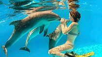 Snorkeling Day Trip With Dolphin at Sataya By VIP Boat Marsa Alam