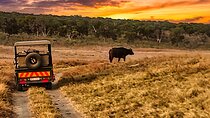Safari Game Drive in National Park- 6 am, 10 am, 3 pm