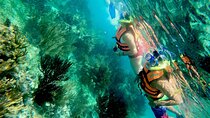 Snorkel at the beautiful Puerto Morelos Reef, Lunch & transport