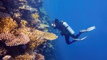 Explore Ras Mohamed & White Island Snorkel & Dive-Sharm El Sheikh