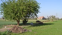 Half-Day Tour To The Egyptian Green Farm With Breakfast