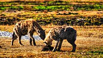 Small group Safari in African Bush, Zambezi National Park 