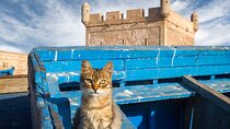 Day trip to essaouira from marrakech