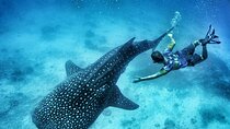 Oslob Whale Shark Watching + Kawasan Falls Day Tour
