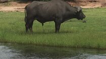 1 Day Chobe National Park Safari Experience
