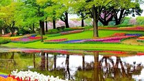 Amsterdam Private Sightseeing Tour to the Keukenhof 