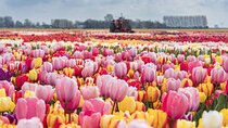 Private Tour to Tulips, Keukenhof, Windmills & Cheese Farm