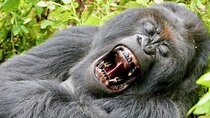 3 Days Mountain Gorilla Tracking