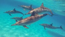 Sataya Dolphin House Boat Trip in Marsa Alam