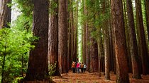 Fruit Picking & Nature Private Tour Yarra Valley & Warburton
