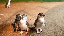 Melbourne Phillip Island 1 Day Tour