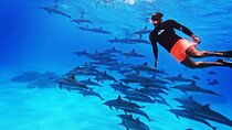 Samadai Dolphin House Snorkel Trip - Marsa Alam