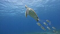 Small Group Snorkeling in Abades Bay with Licensed Guide