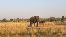 7 Hour Game Drive Trip and Boat Cruise in Chobe National Park