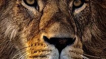 4-Day Tanzania Camping Safari Experience
