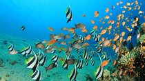 Full Day Snorkeling and Parasailing Trip from Hurghada