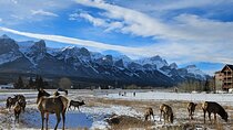 Airport Pickup & Private Tour from Calgary to The Rockies!