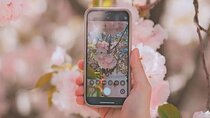 Full Day Cherry Blossom Hunting Tour from Seoul 