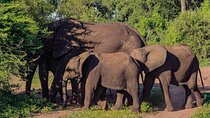 Private Game Drive in National Park near Victoria Falls