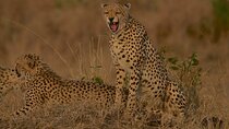 2 Day Group Camping Tour to Maasai Mara using a 4x4 Jeep