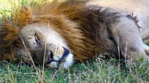 3 Days Safari to Samburu National Reserve from Nairobi