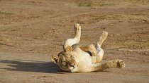 3 Days Amboseli Private Safari Tour 
