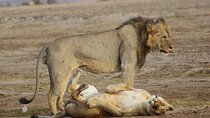 11 Days Vegans Private Safari 