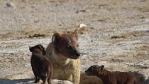 7 Days Kenya Vegans Private Safari 