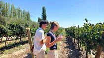 Mendoza Full day wine and olive winery tour
