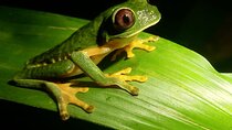 Jungle Night Tour 